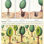 книга Codex Seraphinianus книга Codex Seraphinianus
