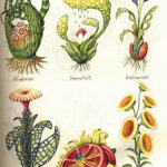 Codex Seraphinianus книга книга Codex Seraphinianus