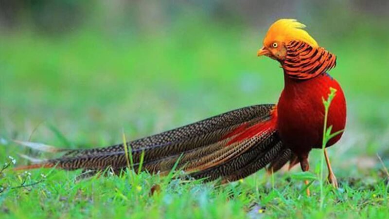 Ключевые слова с длинным хвостом